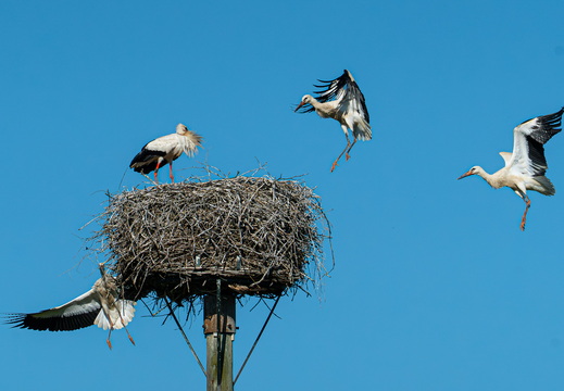 Urbane Natur