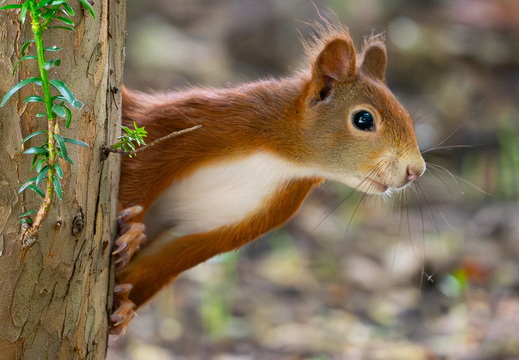 Eichhörnchen